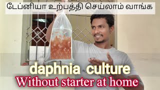 Daphnia Culture Without Starter [upl. by Retsim345]