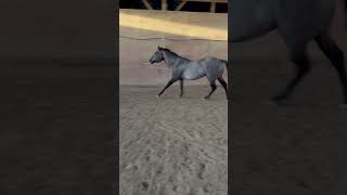 Just Willy being Willy💕 aqha equestrian horsegirls horseriding horse viral shorts tiktok [upl. by Swagerty]