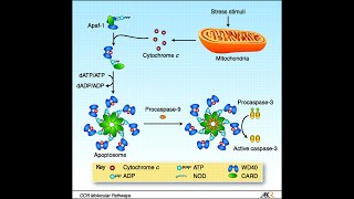 Apoptosis Pathway Intrinsic Pathway Part 2 Apaf1 Apoptosomes and activation of caspases [upl. by Questa]