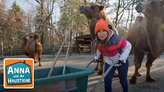 Ein Tag beim Zootierpfleger  Info für Kinder  Anna und die Haustiere  Spezial [upl. by Kessiah]