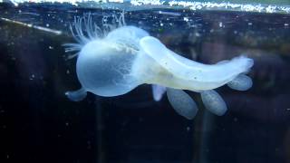 Hooded Nudibranch Melibe leonina [upl. by Hallam]