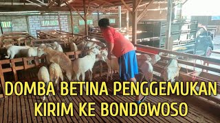 DOMBA EKOR GEMUK BETINA UNTUK PENGGEMUKAN [upl. by Eedak]