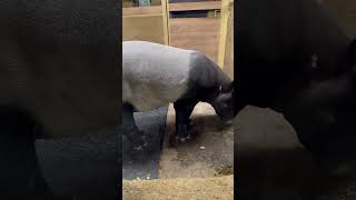 Big tapir [upl. by Arihat505]