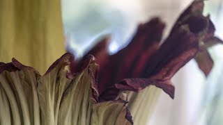 Hundreds arrive to see ‘Corpse Flower’ release its pungent smell [upl. by Alyel]