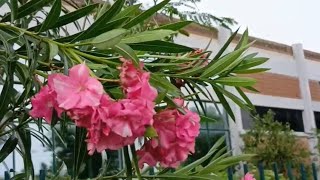 Kaner Nerium oleander Flowering Shrub Varieties Series [upl. by Duffy]