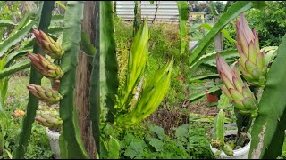 How to fertilize dragon fruit tree  Fertilize dragon fruit for more flowers [upl. by Arod319]