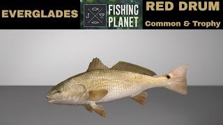 Fishing planet Everglades Red Drum Common amp Trophy [upl. by Eenram]