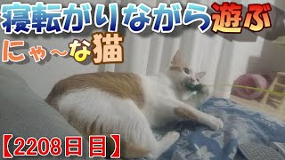 【2208日目】寝転がりながら遊ぶにゃ～な猫【かわいい・面白い】～The growth record of my cute cat Nike day 2208 [upl. by Richarda]