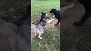 Husky vs Rottweiler [upl. by Ree207]