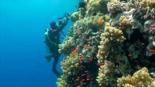 SCUBA Diving Egypt Red Sea  Underwater Video HD [upl. by Yknarf709]