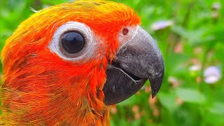 Sun Conure Sounds  Chirping of Sun conure sunconure conure SunConureSounds [upl. by Ranip]