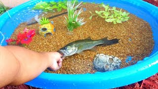 DIY HOMEMADE POOL FISH POND Aquarium [upl. by Leirad]