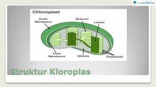 Metabolism Anabolism Biologi SBMPTN UN SMA Kloroplas dan Fotosintesis [upl. by Lancelle448]