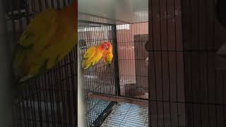 Beautiful Opaline Love Birds Pair birds blueopaline lovebirds shortsviral [upl. by Aileda]