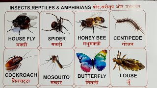 Insects reptiles amp amphibians  LKG Kids English  Learn  jayarajput [upl. by Lynna]