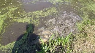 When the Common Carp Spawn TTYDSWYSAH Yardley PA [upl. by Nobe573]