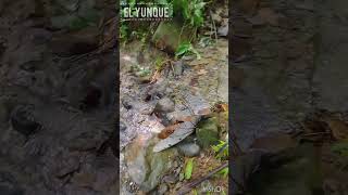 El Yunque Puerto Rico [upl. by Madian]