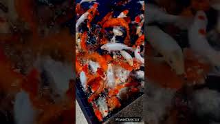 Fish tere sang yara acquarium Color fish attractive fish Hindi song [upl. by Fleeta237]