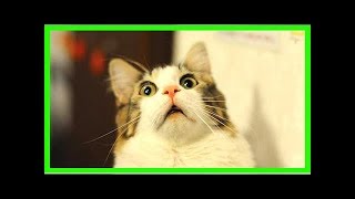 6 Astuces Efficaces Pour Éloigner les Chats Facilement [upl. by Rafiq]