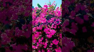 BOUGAINVILLEA VILLAGE 😍bougainvillea village bougainvilliers walkwithme explore keşfet [upl. by Adiesirb165]