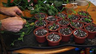 How to pot cuttings from Ceropegia sandersonii Part 2 [upl. by Chafee]