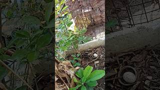 Yaha kaun sa bird anda De diya🤔 shorts youtubeshorts birds birdsvlog birdwatching [upl. by Orlando241]