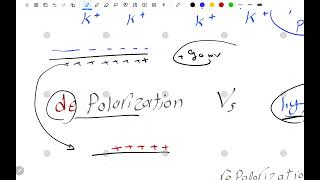 Action Potential review [upl. by Macswan]