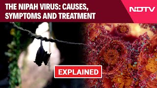 Nipah Virus 14YearOld Kerala Boy Dies  Causes Symptoms amp Treatment Explained [upl. by Nuyh370]