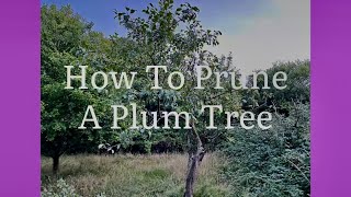 How To Prune A Plum Tree How To Rejuvenate A Plum Tree Get Gardening [upl. by Housen526]