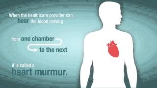 What is a Heart Murmur and How Does it Relate to Valve Problems [upl. by Denison]