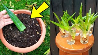 Reproduce aloe vera por hojas o hijuelos en agua  2 métodos  Esquejar sábila o suculentas [upl. by Welton]