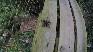 Tarantula walks casually over suspension bridge in the rainforest [upl. by Casar170]