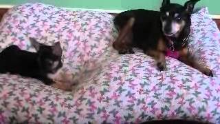 Chihuahua puppy barking at MinPin and talking back Sooo cute [upl. by Ennazus]