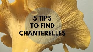 5 Tips to Find Chanterelles [upl. by Pillihp192]