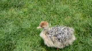 Baby Ostrich Stampede [upl. by Mairam]