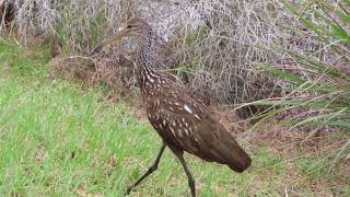 limpkin clicking call [upl. by Anayet]