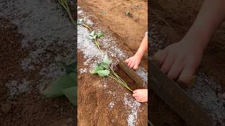 High Yielding Sweet Potato 🍠 🍠 Planting  Sweet Potato Farming shorts youtubeshorts [upl. by Goth]