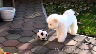 Bichon frise puppy Bobo 4 months old playing [upl. by Isied]