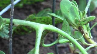 Horsehair Worm In The Garden [upl. by Lansing]