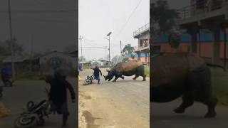 Rhino Attack On Manas 🦏 [upl. by Ahsets]