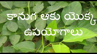 Kanuga aaku benefits ll కానుగ ఆకు యొక్క ఉపయోగాలు ll కానుగ చెట్టు [upl. by Nirik]