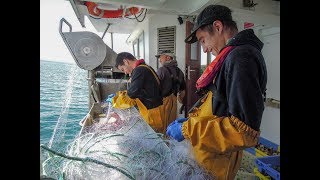 Fileyeur prévention du risque dentraînement par lengin de pêche [upl. by Ahsinhoj]