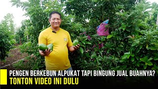 🥑 Komitmen Kami Beli Alpukat Dengan Harga Bagus  Panen Miki Meski Saat Banjir Alpukat [upl. by Even]