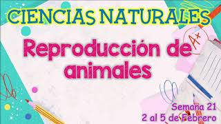 4° CIENCIAS NATURALES LA REPRODUCCIÓN EN LOS ANIMALES [upl. by Elset]