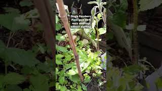 Raspberry plant gave me more seedlings Raspberry balconygarden apartmentlife garden plungecast [upl. by Stavro170]