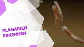 Planarien erkennen  Plagegeister im Aquarium  Tipps von Ulli Bauer [upl. by Asiel]