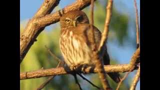 El Canto de la Aurora Glaucidium Brasilianum [upl. by Pawsner]