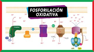 Cadena de transporte de electrones y Quimiosmosis síntesis de ATP Fosforilación oxidativa [upl. by Doubler644]