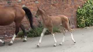 DiscarParadiesvogel colt  2014 for sale [upl. by Jyoti]