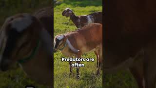 Secret Behind Fainting Goats Revealed Shocking Truth Exposed [upl. by Mirna]